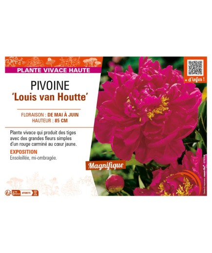 PAEONIA lactiflora Louis van Houtte voir PIVOINE