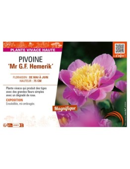 PAEONIA lactiflora Mr G.F. Hemerik voir PIVOINE