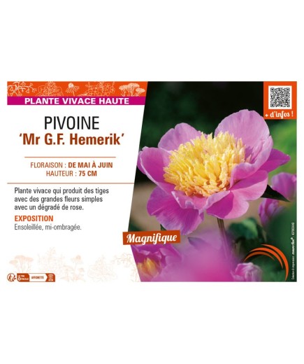 PAEONIA lactiflora Mr G.F. Hemerik voir PIVOINE
