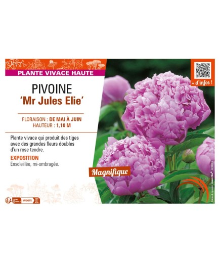 PAEONIA lactiflora Mr Jules Elie voir PIVOINE