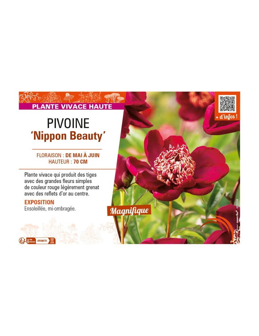 PAEONIA lactiflora Nippon Beauty voir PIVOINE