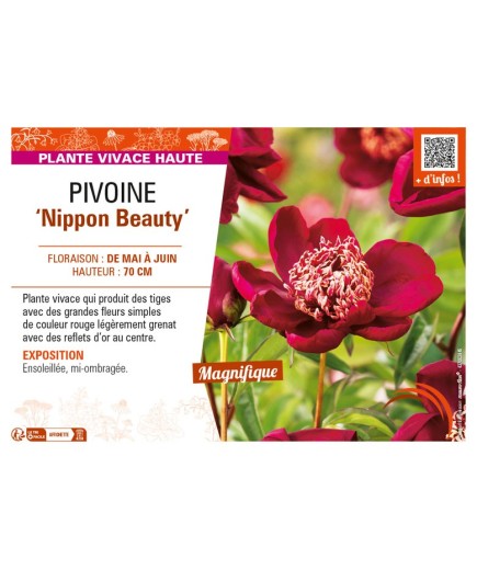 PAEONIA lactiflora Nippon Beauty voir PIVOINE