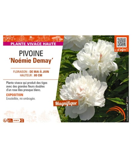 PAEONIA lactiflora Noémie Demay voir PIVOINE