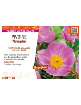 PAEONIA lactiflora Nymphe voir PIVOINE