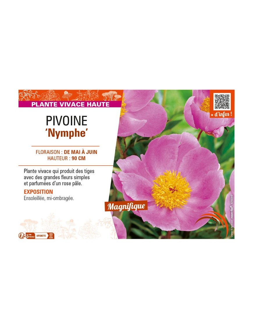 PAEONIA lactiflora Nymphe voir PIVOINE
