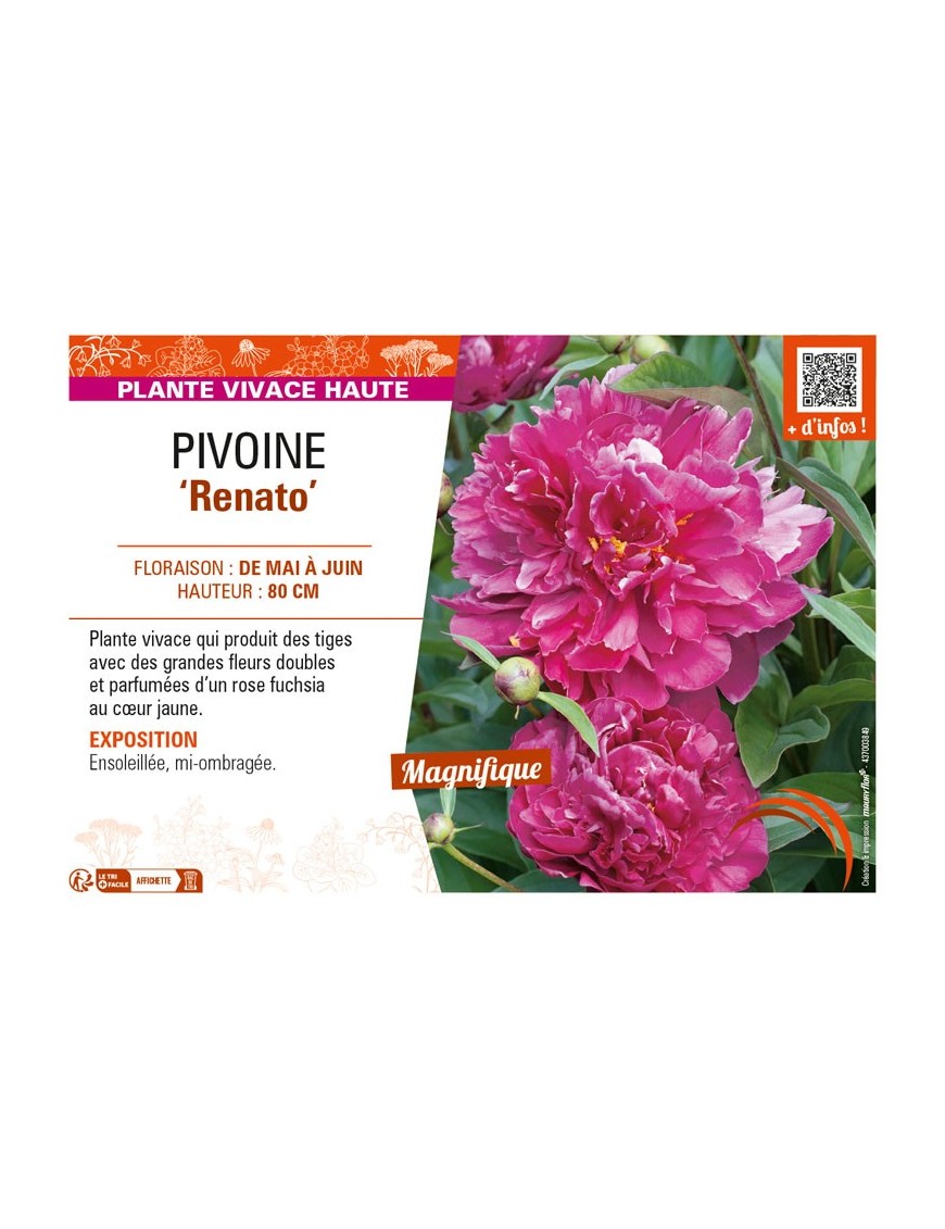 PAEONIA lactiflora Renato voir PIVOINE