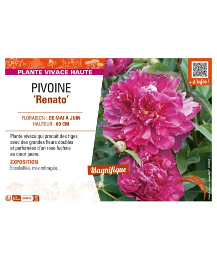PAEONIA lactiflora Renato voir PIVOINE