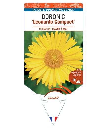 DORONICUM (orientale) Leonardo Compact