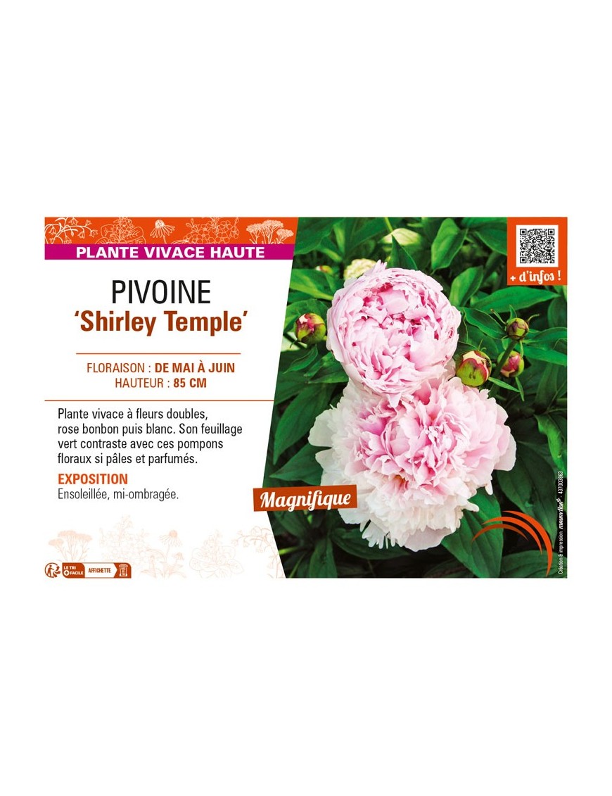 PAEONIA lactiflora Shirley Temple voir PIVOINE