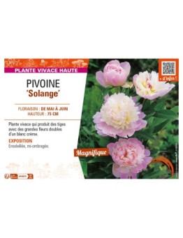 PAEONIA lactiflora Solange voir PIVOINE