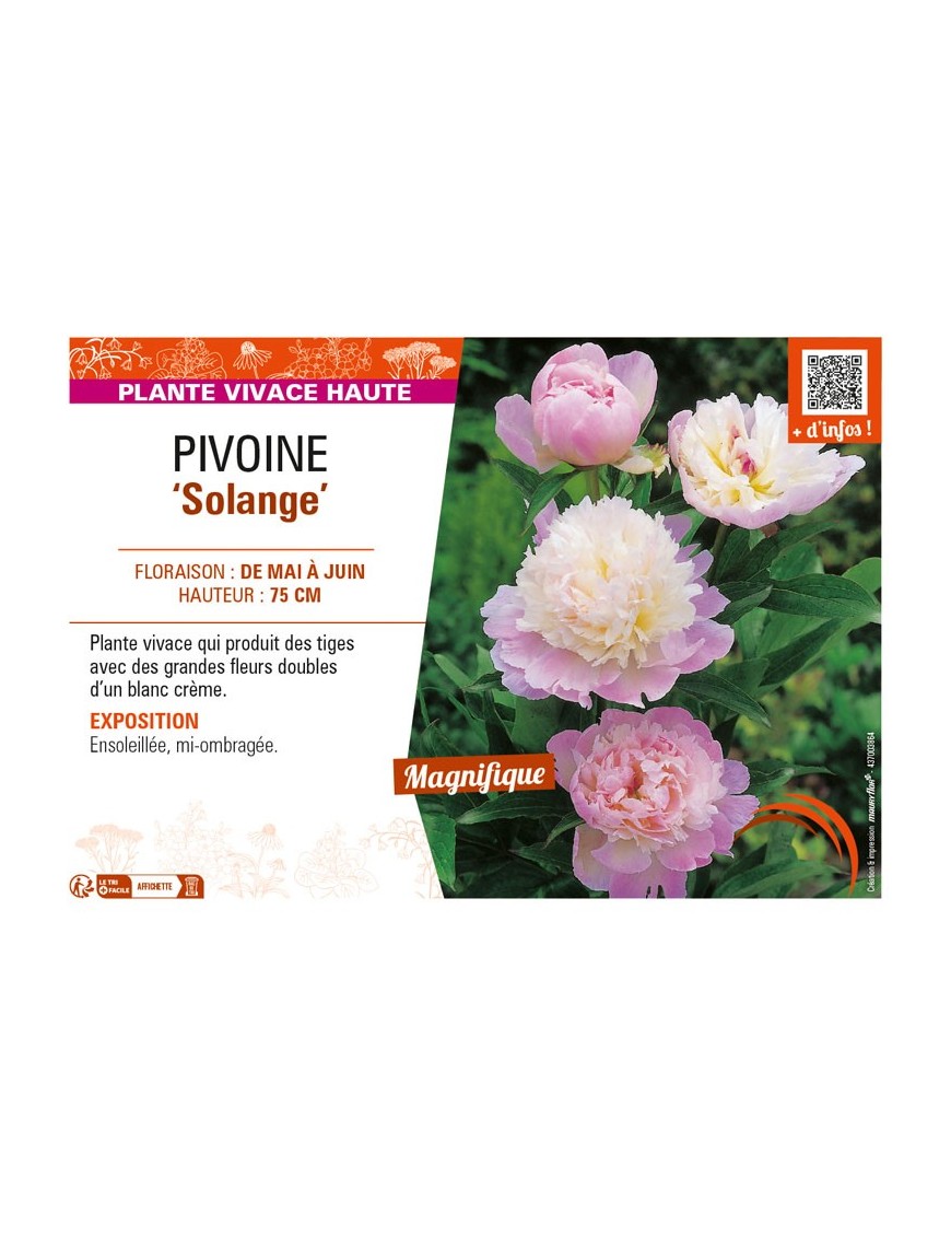 PAEONIA lactiflora Solange voir PIVOINE