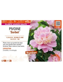 PAEONIA lactiflora Sorbet voir PIVOINE