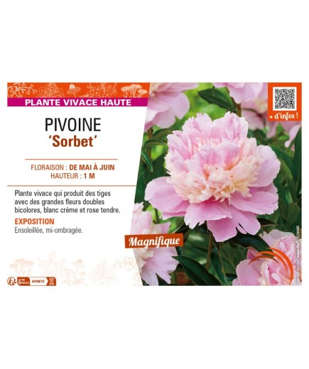 PAEONIA lactiflora Sorbet voir PIVOINE