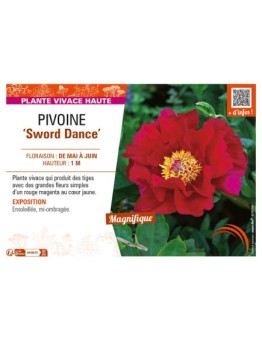 PAEONIA lactiflora Sword Dance voir PIVOINE