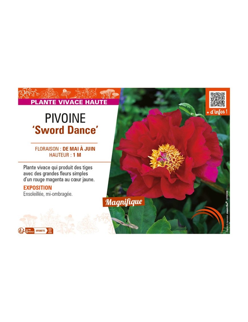 PAEONIA lactiflora Sword Dance voir PIVOINE