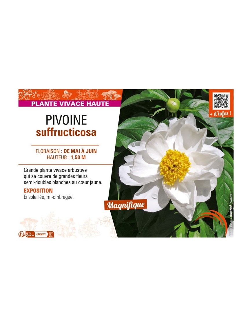 PAEONIA suffruticosa voir PIVOINE (semi-double blanche à cœur jaune)
