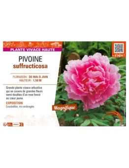 PAEONIA suffruticosa voir PIVOINE (semi-double rose foncé à cœur jaune)