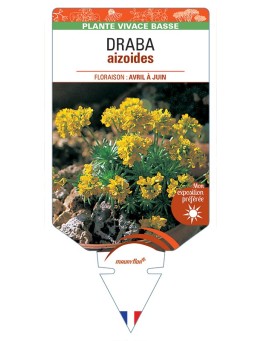 DRABA aizoides