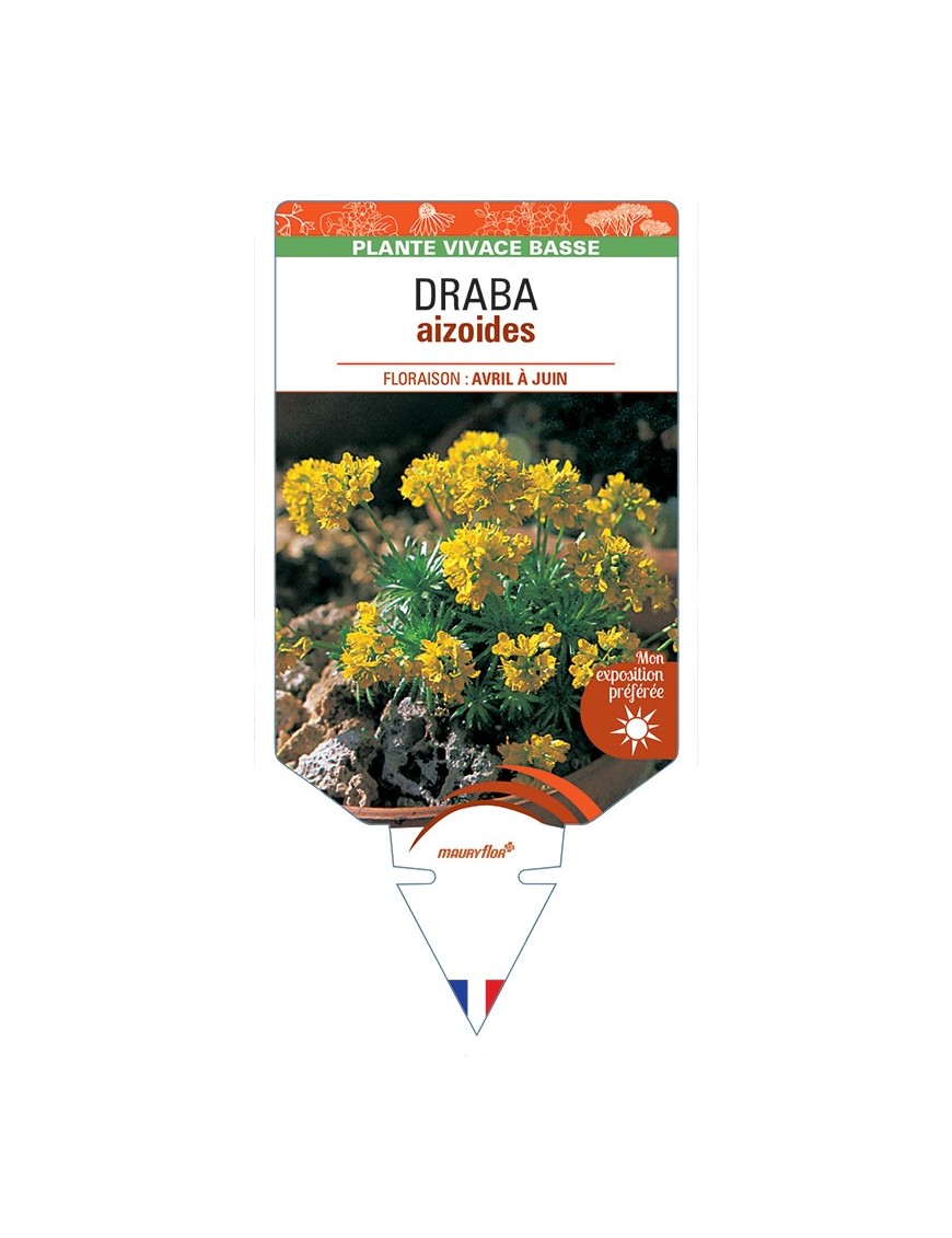 DRABA aizoides