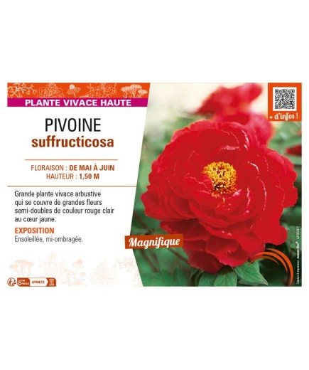 PAEONIA suffruticosa voir PIVOINE (semi-double rouge clair à cœur jaune)