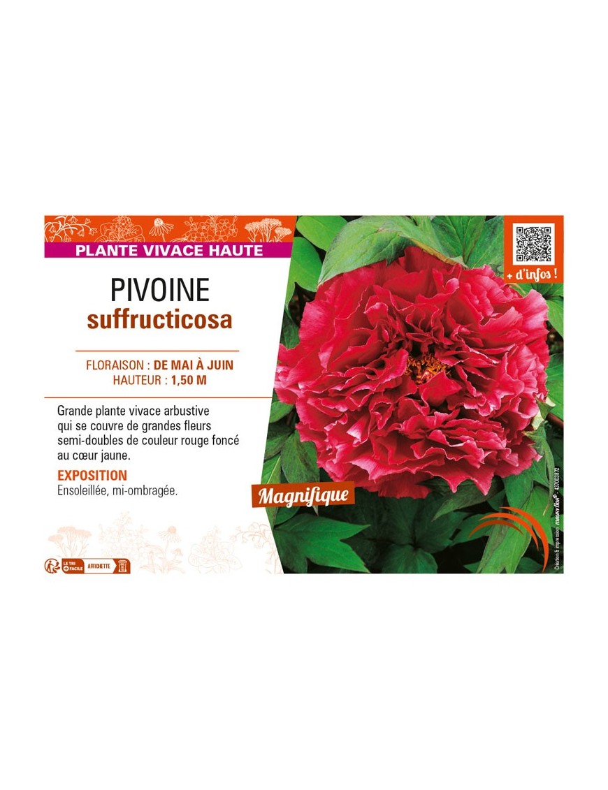 PAEONIA suffruticosa voir PIVOINE (semi-double rouge foncé à cœur jaune)