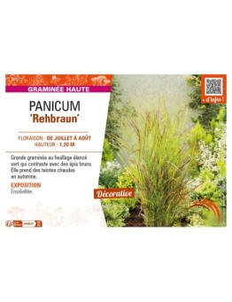 PANICUM (virgatum) Rehbraun