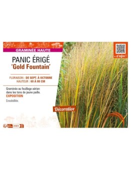 PANICUM virgatum Gold Fountain voir PANIC ÉRIGÉ
