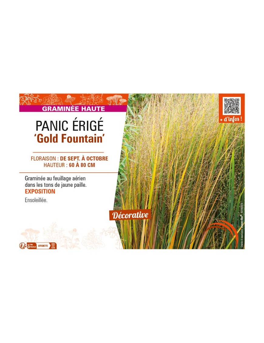 PANICUM virgatum Gold Fountain voir PANIC ÉRIGÉ