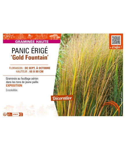 PANICUM virgatum Gold Fountain voir PANIC ÉRIGÉ