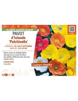 PAPAVER nudicaule Pulchinella mix voir PAVOT d’Islande