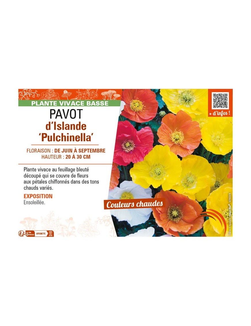 PAPAVER nudicaule Pulchinella mix voir PAVOT d’Islande