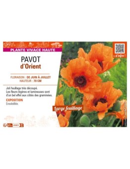PAPAVER orientale voir PAVOT d’Orient (orange)