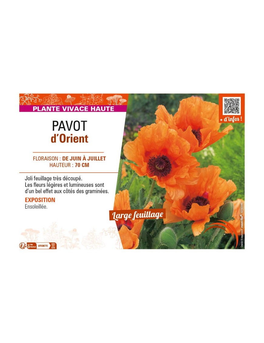 PAPAVER orientale voir PAVOT d’Orient (orange)