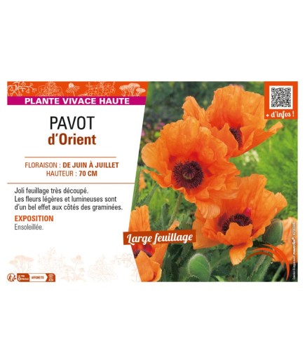 PAPAVER orientale voir PAVOT d’Orient (orange)