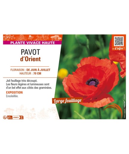PAPAVER orientale voir PAVOT d’Orient (rouge)
