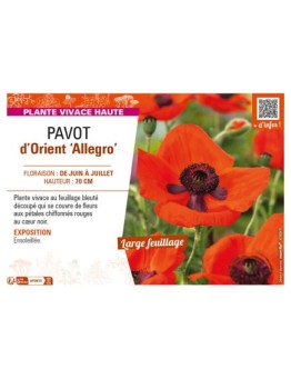 PAPAVER orientale Allegro voir PAVOT d’Orient