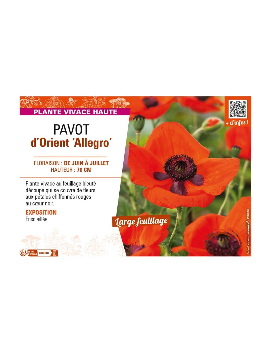 PAPAVER orientale Allegro voir PAVOT d’Orient