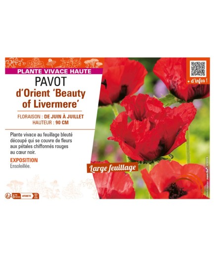 PAPAVER orientale Beauty of Livermere voir PAVOT d’Orient