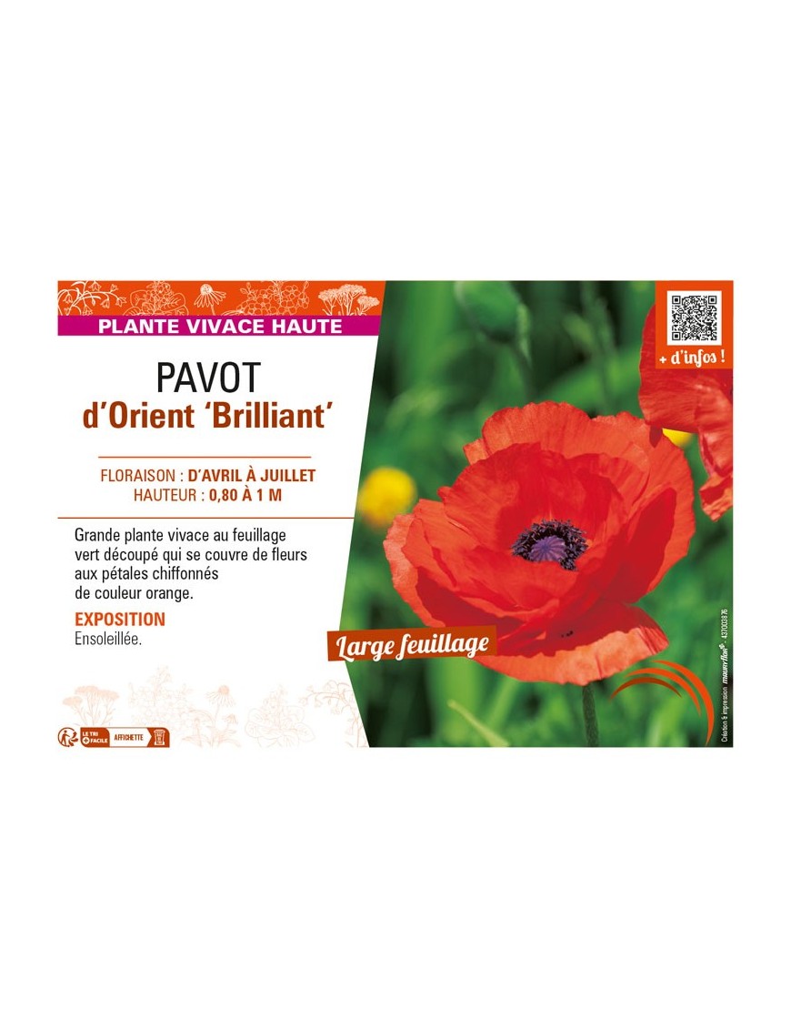 PAPAVER orientale Brilliant voir PAVOT d’Orient