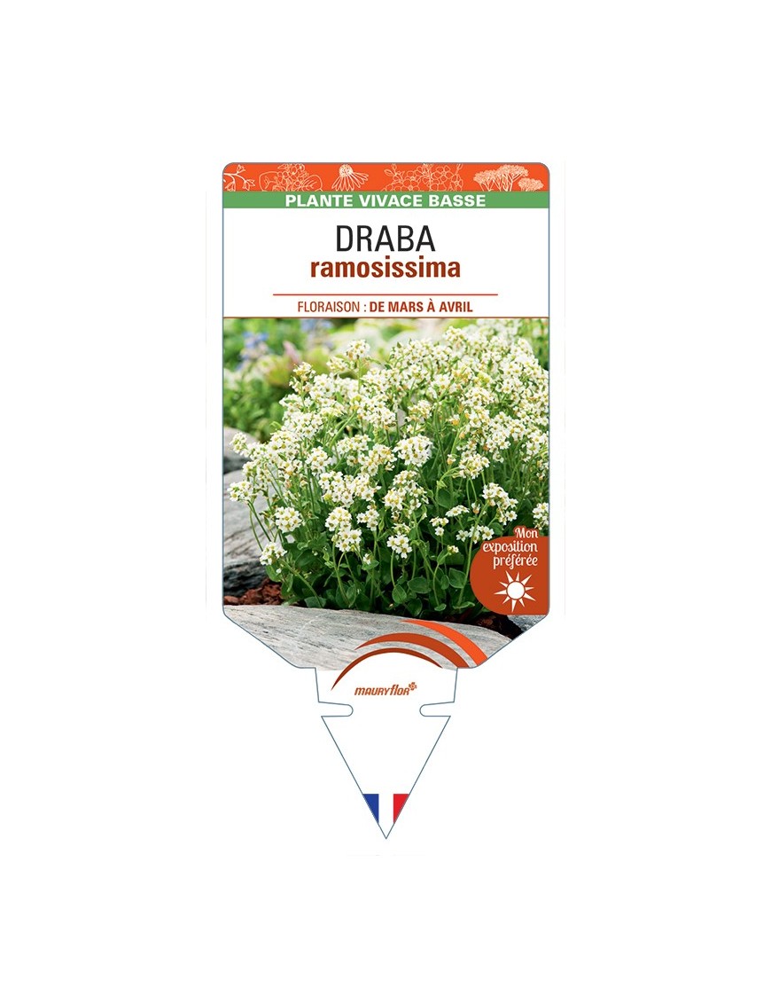 DRABA ramossisima