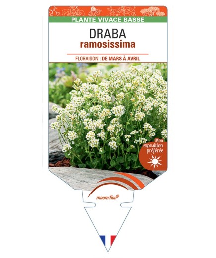DRABA ramossisima