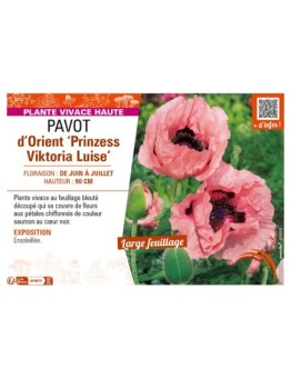 PAPAVER orientale Prinzess Viktoria Luise voir PAVOT d’Orient