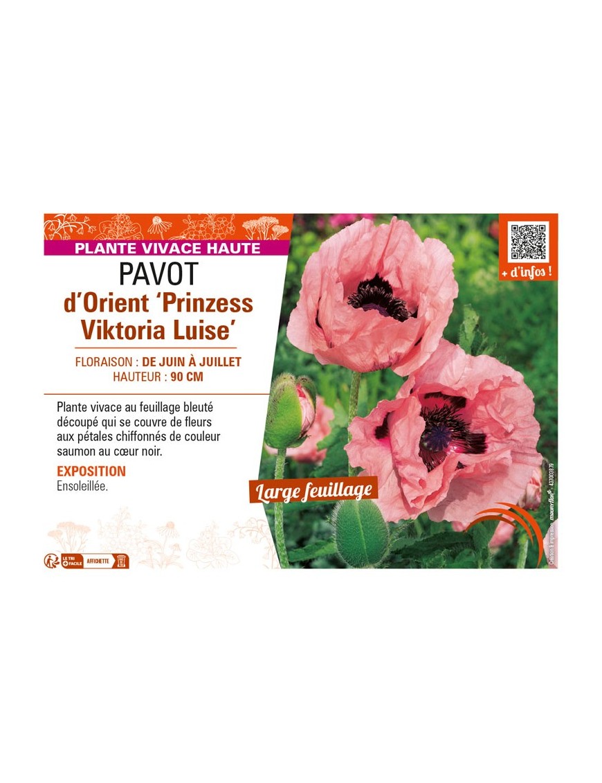PAPAVER orientale Prinzess Viktoria Luise voir PAVOT d’Orient