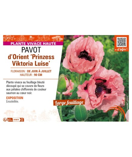 PAPAVER orientale Prinzess Viktoria Luise voir PAVOT d’Orient