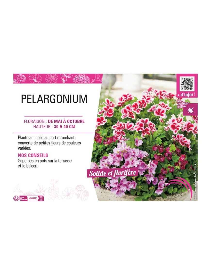 PELARGONIUM