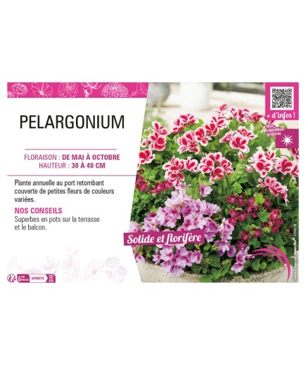 PELARGONIUM