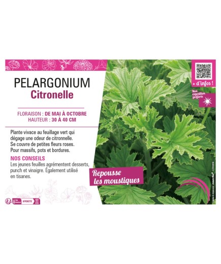 PELARGONIUM CITRONELLE