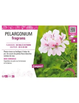 PELARGONIUM FRAGRANS
