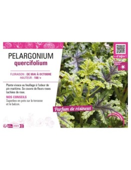 PELARGONIUM QUERCIFOLIUM