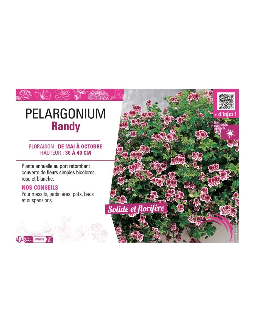 PELARGONIUM RANDY